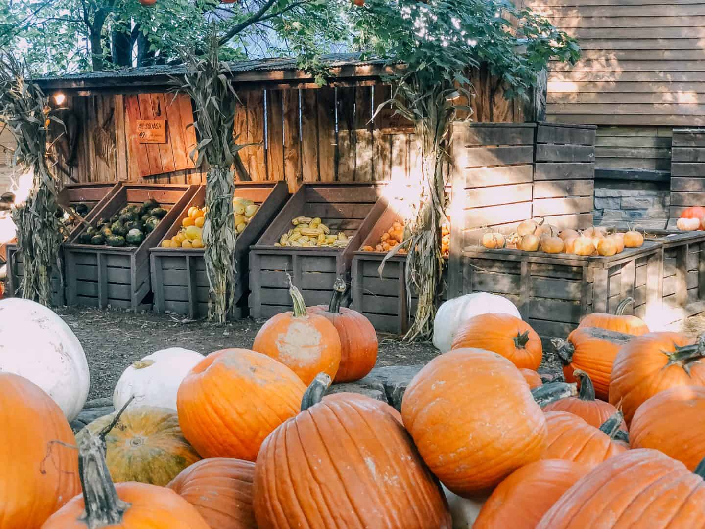 Everything You Need to Know About Visiting Vala’s Pumpkin Patch